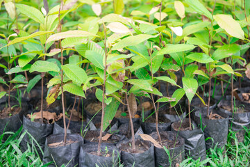 Seedlings prepared for replanting of degraded forests