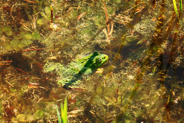 Frog in the pond