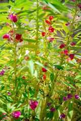 Background image beautiful flowers and fresh green leaves