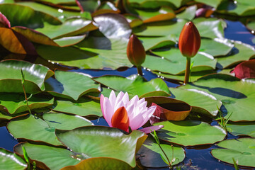 Floating lily pads