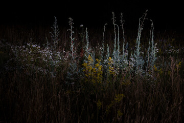 Grass and other plants and flowers photographed with a flash at night on a dark background