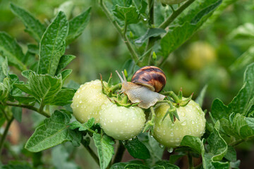 Garden brown snail pest sitting on green tomatoes and eating them
