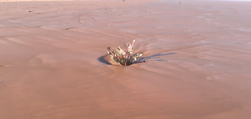 Planta en la playa