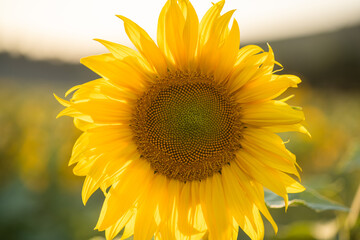 young growing sunflower, with large yellow leaves on a sunny day