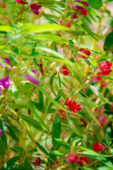 Background image beautiful flowers and fresh green leaves