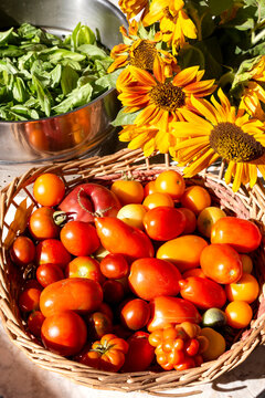 Mixed varieties of tomatoes, sunflowers and basilicum 