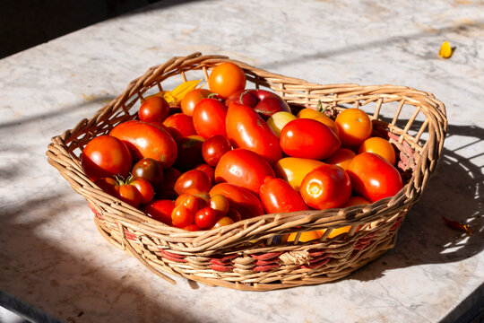 Mixed tomato varieties in a basket in the sun