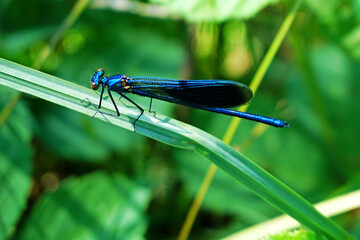 Italy, Lombardy, along the Adda river, Dragonfly posing on flower