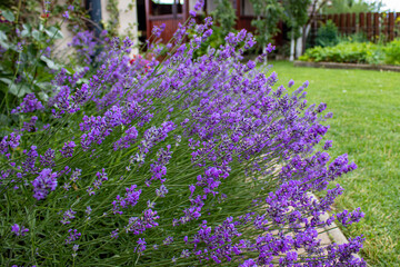 Naklejka premium Purple green lavender 01