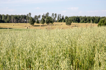 Field of oats for oatmeal. Growing healthy and natural food. Countryside landscape