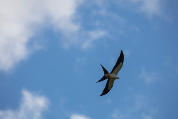 Elegant Swallow-tailed kite forages for large insects flying over a melon field outside the Lower Suwannee National Wildlife Refuge, Cedar Key, Florida, which is the key habitat for this bird.