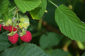 Several ripe raspberries are visible among the green foliage. Ripe raspberries on a bush.