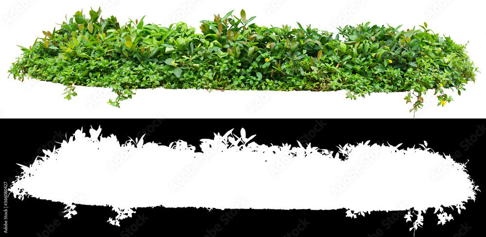 Wall mural green shrub isolated on white