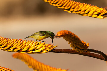 Pájaro posado en una planta.