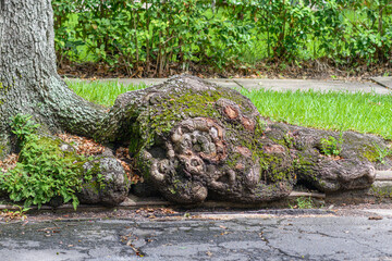 Swollen Tree Root from Live Oak Tree