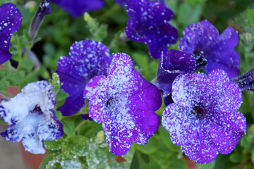 Petunia close-up of purple flowers, several pieces together.