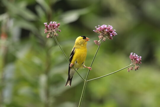 Male American goldfinch (Carduelis tristis) feeding on verbena bonariensis seeds - Powered by Adobe