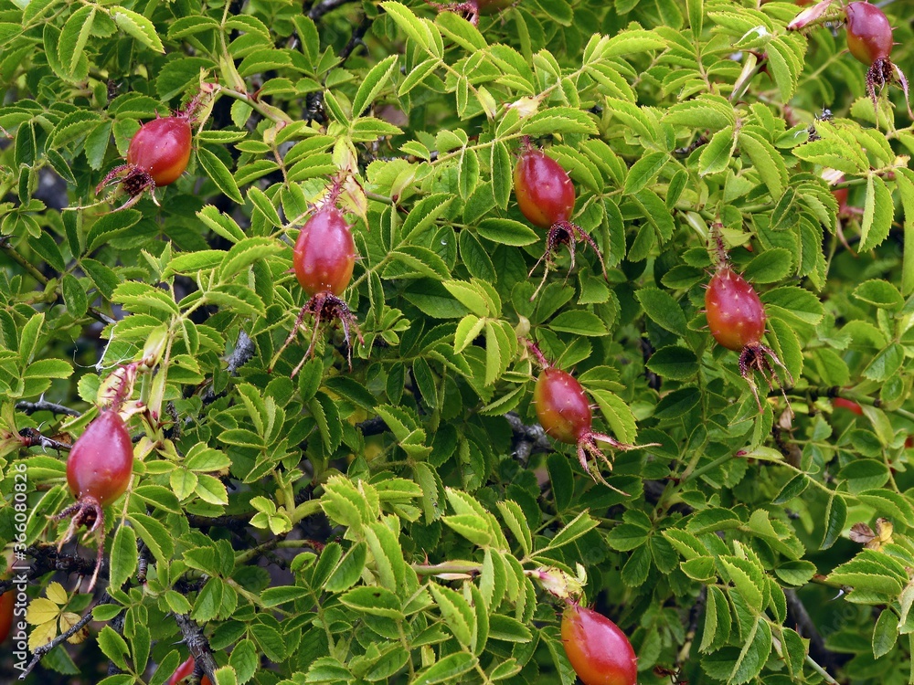 Wall mural selective focus shot of rosehip berries