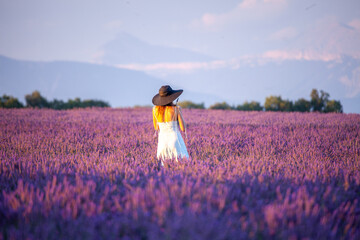 provence countries lavender fields and sunflowers region of france