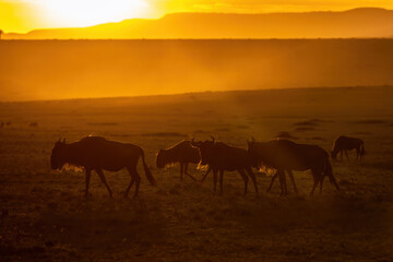 White-bearded wildebeest, walking  and grazing in the open grasslands of the Masai Mara at sunset