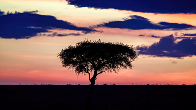 Acaicia tree silhouetted against the sunrise in the Masai Mara, Kenya
