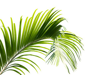 Green palm leaves isolated on white background