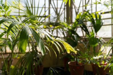 Obraz premium Palm trees inside in tropical glasshouse in sunny day, soft focus.
