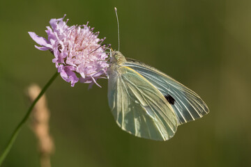 A butterfly (piéride) foraging for a flower
