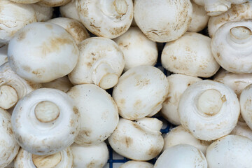 Champignon mushrooms. Selling food products in a store
