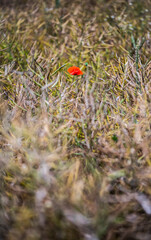 A poppy in a field