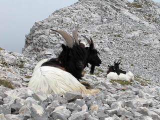 Mountain Goat on rocky terrain
