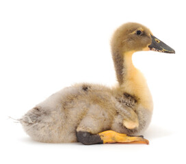 Young cute duckling.