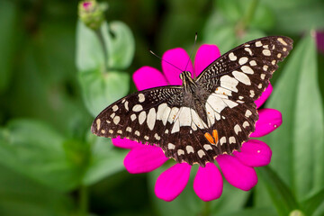 butterfly on pink zinnia flower