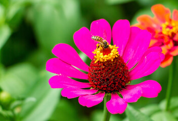 Pink Zinnia violacia blooming