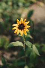 Yellow daisy flower, close up.