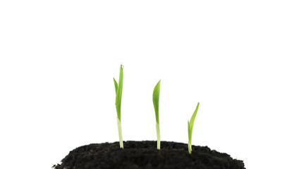 White isolated Corn sprout plant growing 