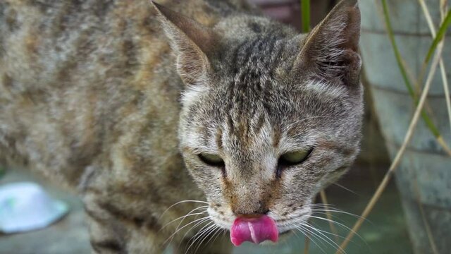 Cute Indian common male cat