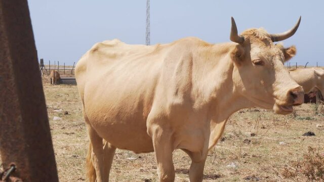 Big white bull eating grass in a ranch of the retin area in Cadiz.