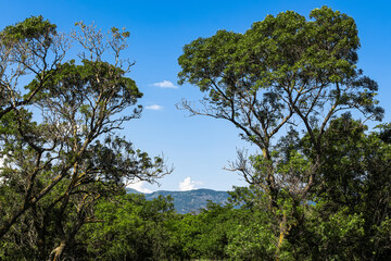 Colorful forest landscape, tall trees, blue sky and mountains in the distance. The beauty of nature on a summer day. Surroundings of Gelendzhik resort