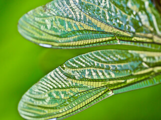 The fragile and transparent iridescent wings of a dragon fly, a bubble tube