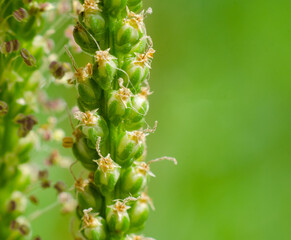 close up of a pine needles