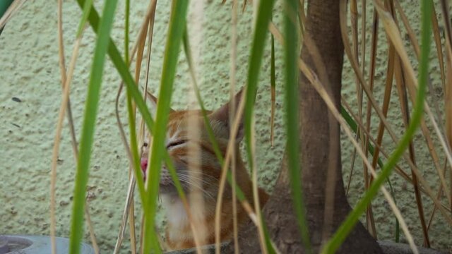 Indian billi breed also known as Indian common cat