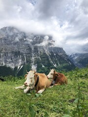 Fototapeta na wymiar Cows on a hill in the Swiss Alps