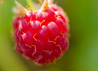 close up of a raspberry
