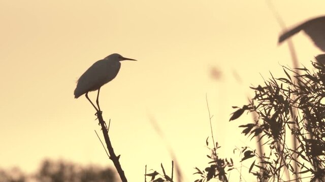 small white egret on branch with white heron flying in background during sunset in slow motion