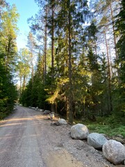 road in the woods