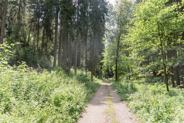 Fototapeta premium Wanderweg im Teufelstal Thüringen