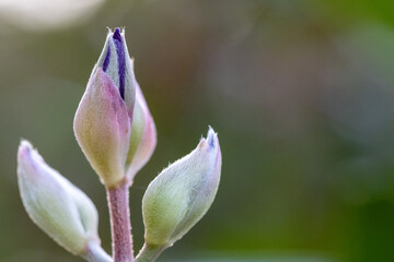 Fotografia macro de pequenas plantas e flores fechadas. 