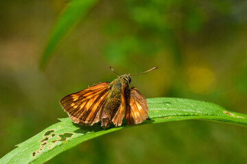 little Tages butterfly sits on a green leaf