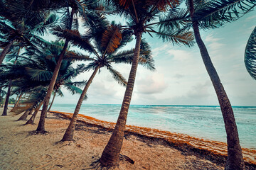 Coconut palm trees and white sand in Bois Jolan beach at sunset
